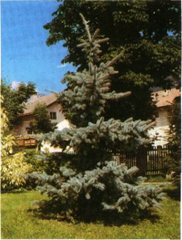 Abies pungens ´Glauca´ Abies pungens ´Glauca´