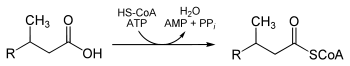 Alpha oxidation part I.svg