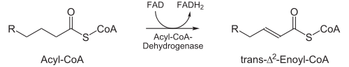 Beta-Oxidation1.svg