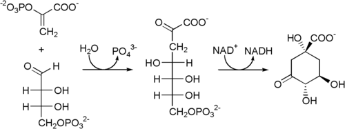Schritt 1 und 2: Von Phosphoenolpyruvat und Erythrose-4-phosphat über 3-Desoxyarabinoheptulosanat-7-phosphat zu 3-Dehydrochinat.