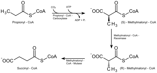 Beta oxidation of odd-numbered fatty acids.svg