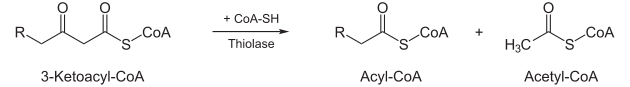 Beta-Oxidation4.svg