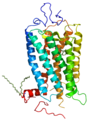 Rhodopsin