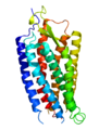 Neurotensin-NTS1-Rezeptor