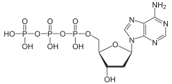 Struktur von Desoxyadenosintriphosphat