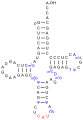 Eine tRNAMet, nicht die Initiator-tRNA (siehe unten), aus S. cerevisiae