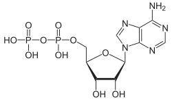 Strukturformel von Adenosindiphosphat