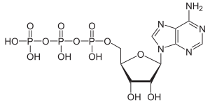 Adenosintriphosphat (ATP)