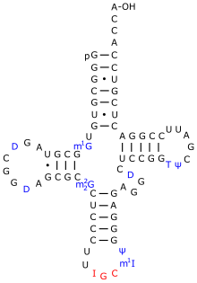 Eine tRNAAla aus S. cerevisiae