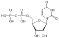 Uridindiphosphat (UDP)