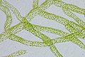 Protonema von Physcomitrella