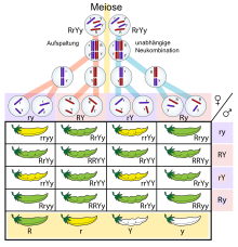 Molekularbiologische Übertragbarkeit der Mendelsche Regeln.svg