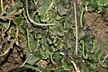 Gametophyten und Sporophyten des Lebermooses Pellia epiphylla