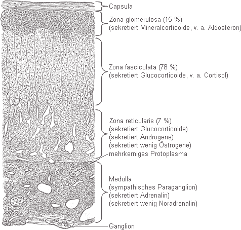 Histologischer Aufbau der Nebenniere (Schichten) Histologischer Aufbau der Nebenniere (Schichten)