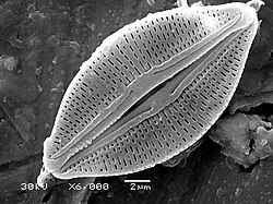 Kieselalge Amphora🌐 Siliciumdioxid-Frustel