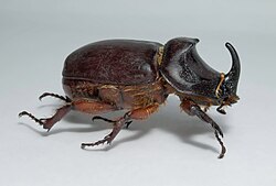 Nashornkäfer (Oryctes&nbsp;nasicornis)🌐 Panzer überwiegend aus Chitin und Sklerotin