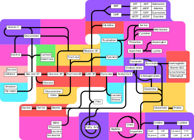Metabolism pathways (partly labeled)