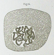 Flemming1882Tafel1Fig14.jpg