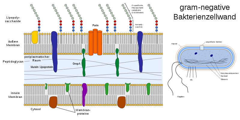 gram-negative Bakterienzellwand