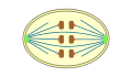 geschlossene Orthomitose