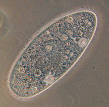 Zelle Biologie