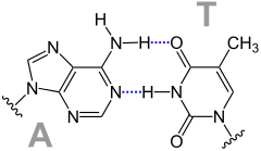 Base Pair AT Hydrogen Bridge V.1.svg