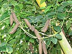 Tribus Phaseoleae: Canavalia cathartica