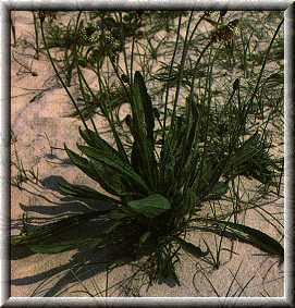 Plantago lanceolata Plantago lanceolata