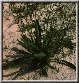 Plantago lanceolata