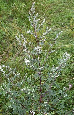 Gewöhnlicher Beifuß (Artemisia vulgaris)