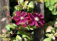 Waldrebe (Clematis hybridum)