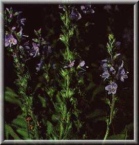 echter Ehrenpreis - Veronica officinalis