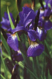 Iris germanica