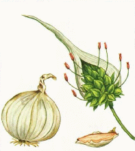 Knoblauch Knoblauch