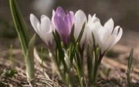 crocus albiflorus