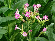 Blüte der Tabakpflanze