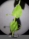 Bei Lathyrus aphaca sind die Blätter zu Ranken umgebildet und die Nebenblätter sind blattartig