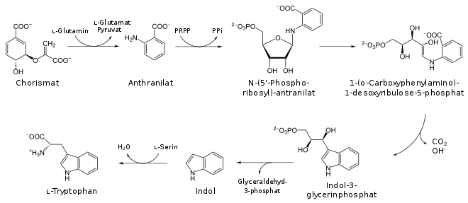 Biosynthese von Tryptophan