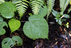 Dencrocnide moroides