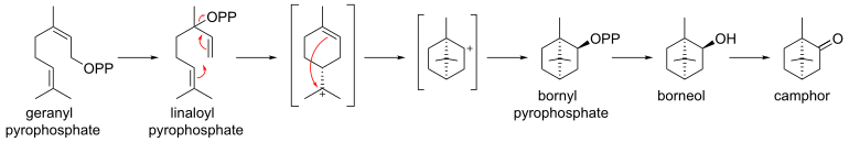 Biosynthese von Campher