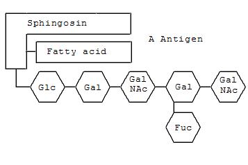 Schematische Darstellung des Gangliosids der Blutgruppe A.