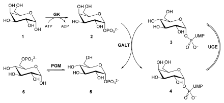 Der Galactose-Energiestoffwechsel.