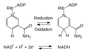 NAD oxidation reduction.svg