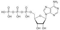 Adenosintriphosphat