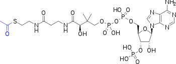 Strukturformel von Acetyl-Coenzym A
