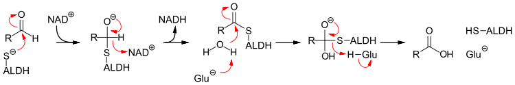 Mechanismus der Aldehyd-Dehydrogenase