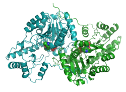 Zytoplasmatische Aspartat-Aminotransferase