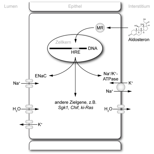 MR-mechanismus-epithel.png