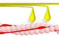 Phase 3 – Myosinköpfchen (gelb) lösen sich unter Aufnahme von ATP vom Aktin (rosa).