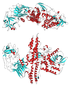 Botulinumtoxin Serotyp A (Clostridium botulinum)